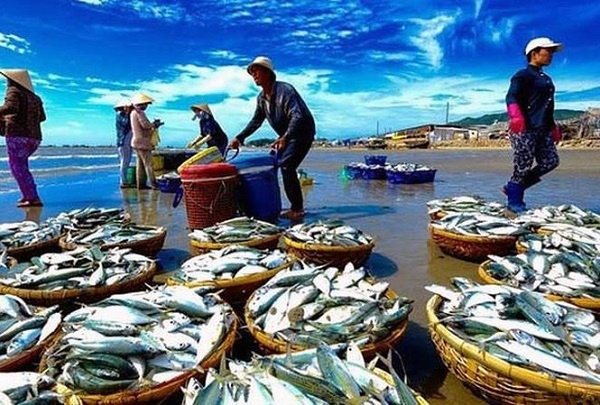 ec go the vang thuy san viet nam se cang cat canh