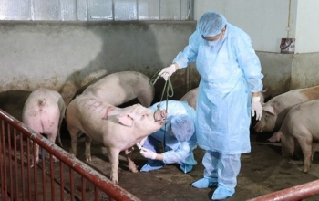 Thủ tướng Chính phủ chỉ thị quyết liệt phòng, chống bệnh Dịch tả lợn Châu Phi