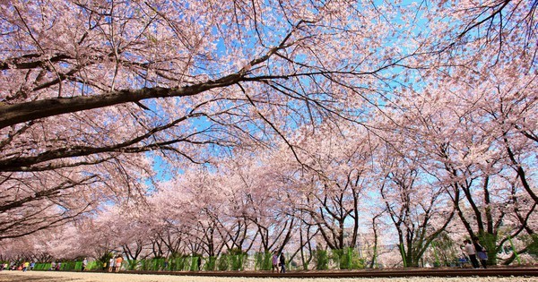 Hoa anh đào công viên sông Hàn thường nở rộ vào khoảng giữa tháng 3 và kéo dài cuối tháng 4 hàng năm