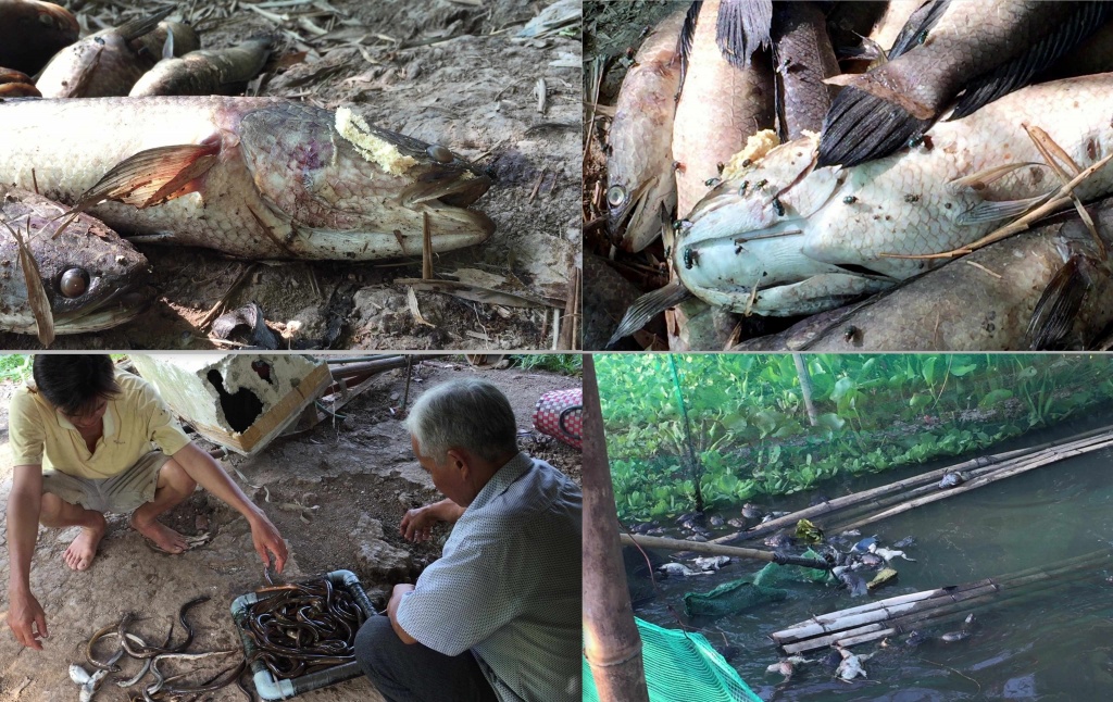 o nhiem nghiem trong anh huong 6000 ho dan o hau giang nguyen nhan cho ket luan trong tuan nay