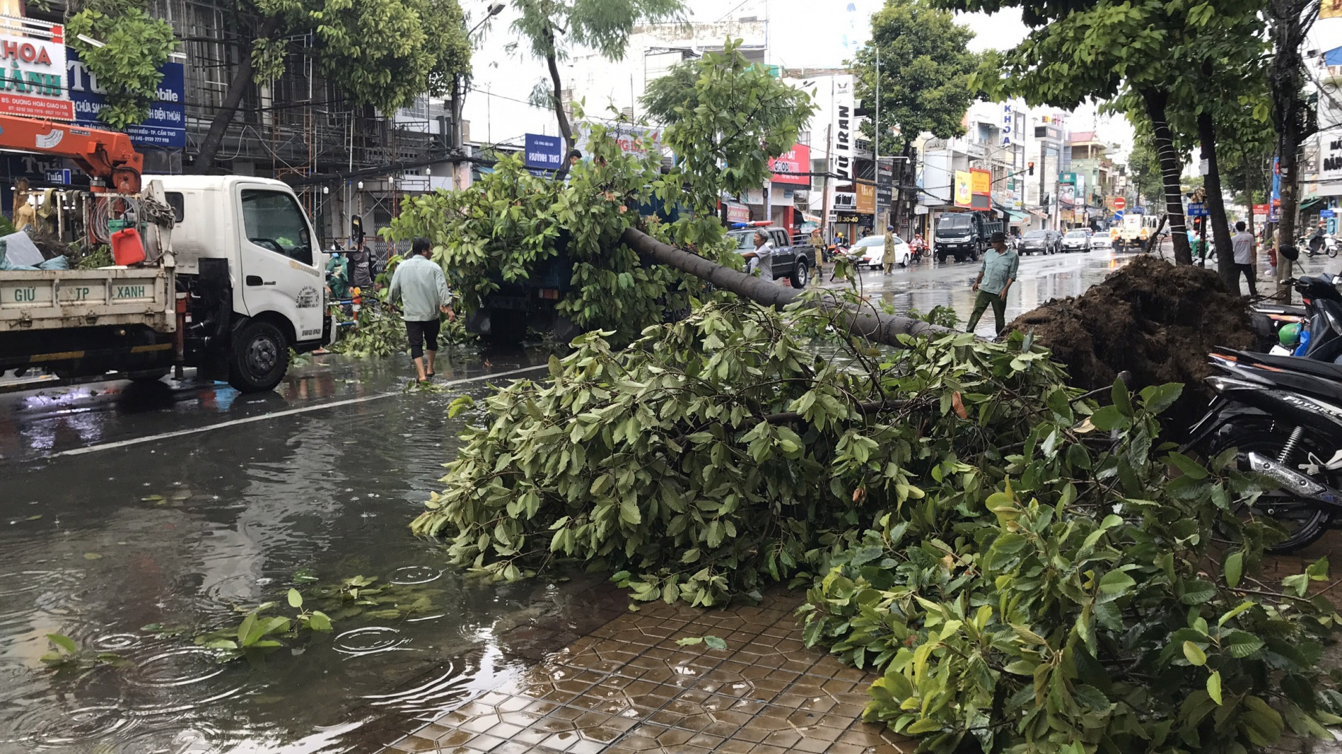 Nhiều cây xanh ở TP Cần Thơ ngã đổ trong mưa giông khiến hàng chục ô tô hư hỏng mua giong lam nhieu cay xanh o tp can tho nga do khien nhieu o to hu hong