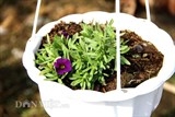 Nhiều giống hoa mới lạ hứa hẹn đắt hàng dịp Tết