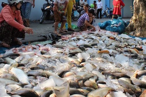 canh sat dieu tra viec ca be chet hang loat tren song dong nai