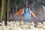 iraq keo dai lenh cam nhap gia cam tu viet nam do cum h5n1