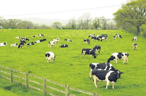 cty mia duong nghe an dua 500 trieu do la sang nga nuoi bo sua