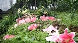 Hoa lys nở... chết người!