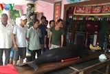 Cá voi trôi dạt vào bờ biển Bình Định