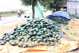 Nông dân khóc ròng vì dưa hấu rớt giá thảm