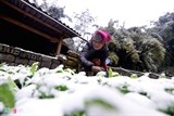 'Tết năm nay lại đói rồi chú ạ!'