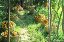 ve dong thap binh di ngay giap tet