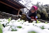 Ngân hàng sẽ hỗ trợ người dân bị thiệt hại trong đợt rét bất thường