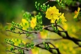 Mai vàng rộn ràng vào vụ