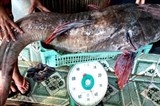 Câu được cá lăng 'khủng' bán 16 triệu đồng