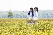 hoang dau an do vang dip tet nguyen dan