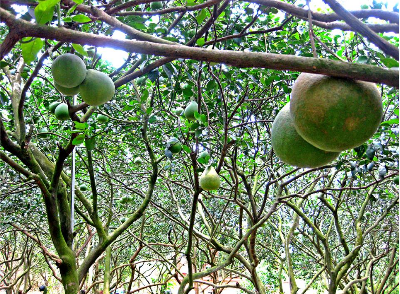 binh duong lan dau tien to chuc le hoi huong buoi bach dang