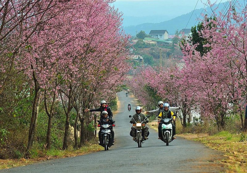 doi ngay to chuc le hoi vi hoa mai anh dao da lat chua no