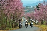 doi ngay to chuc le hoi vi hoa mai anh dao da lat chua no