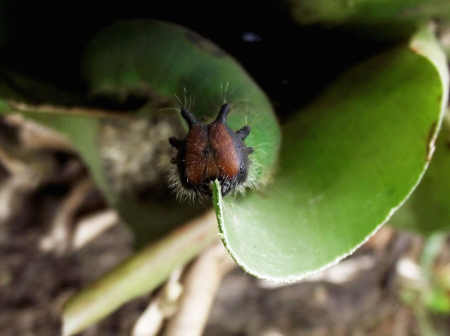 neu ban nhin anh nay ma bao day la con ran thi nham to the moi thay sinh vat tu nhien gioi cosplay