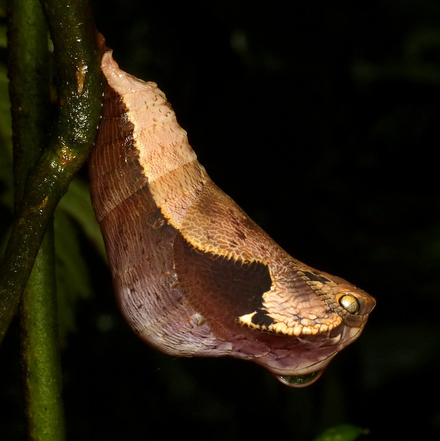 neu ban nhin anh nay ma bao day la con ran thi nham to the moi thay sinh vat tu nhien gioi cosplay