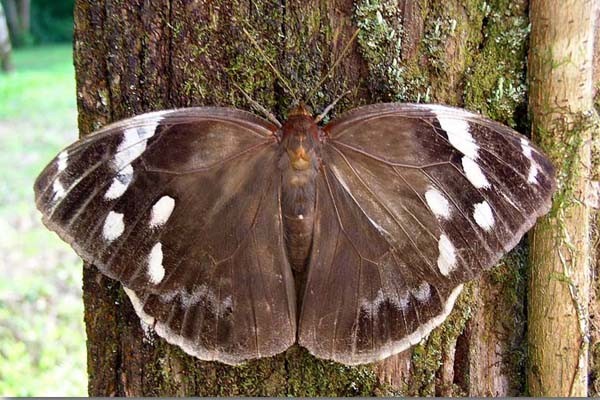 neu ban nhin anh nay ma bao day la con ran thi nham to the moi thay sinh vat tu nhien gioi cosplay