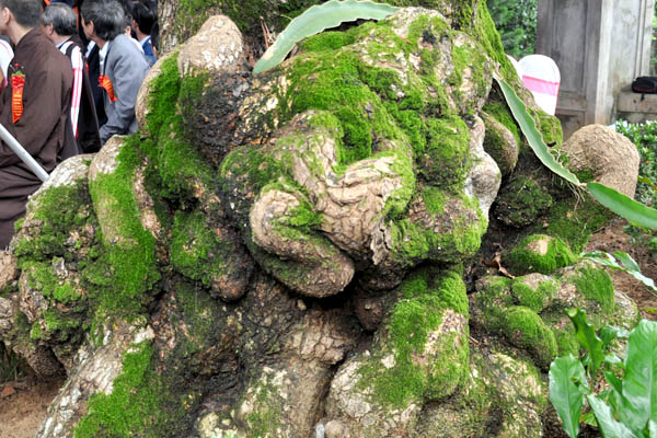 7 cay co thu tai danh thang ngu hanh son duoc vinh danh la cay di san