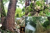 7 cây cổ thụ tại danh thắng Ngũ Hành Sơn được vinh danh là Cây di sản