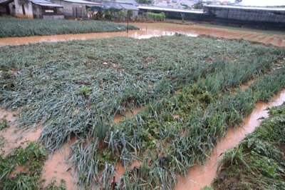 ho tro toi da 20 60 trieu dongha cay trong vat nuoi thuy san bi thiet hai do thien tai dich benh