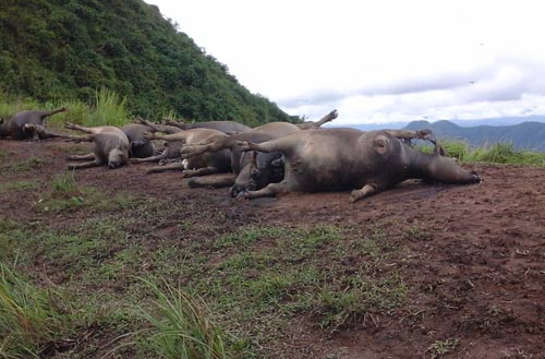 ho tro toi da 20 60 trieu dongha cay trong vat nuoi thuy san bi thiet hai do thien tai dich benh