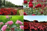 co mot thung lung hoa hong day me hoac o sa pa