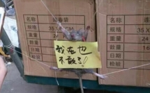 chuot bi dem gieu pho vi mo vao cua hang tien loi an gao