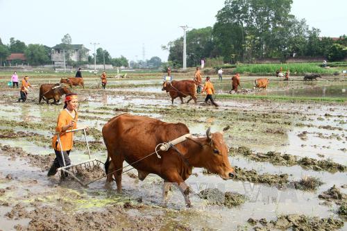 tranh thu thoi tiet nang am xuong dong san xuat dau nam