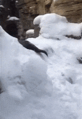 14 ly do vi sao ai cung thich di truot tuyet cho biet