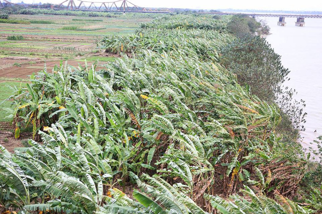 chum anh nguoi dan ha noi khoac ca chan bong mac ao mua xuong pho de tranh ret