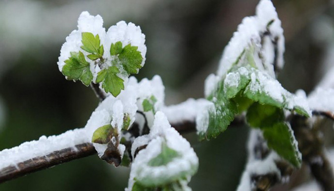 du da het mua nhung ha noi van ret cam cam vung nui cao xuat hien bang gia