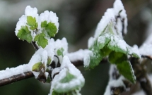 du da het mua nhung ha noi van ret cam cam vung nui cao xuat hien bang gia