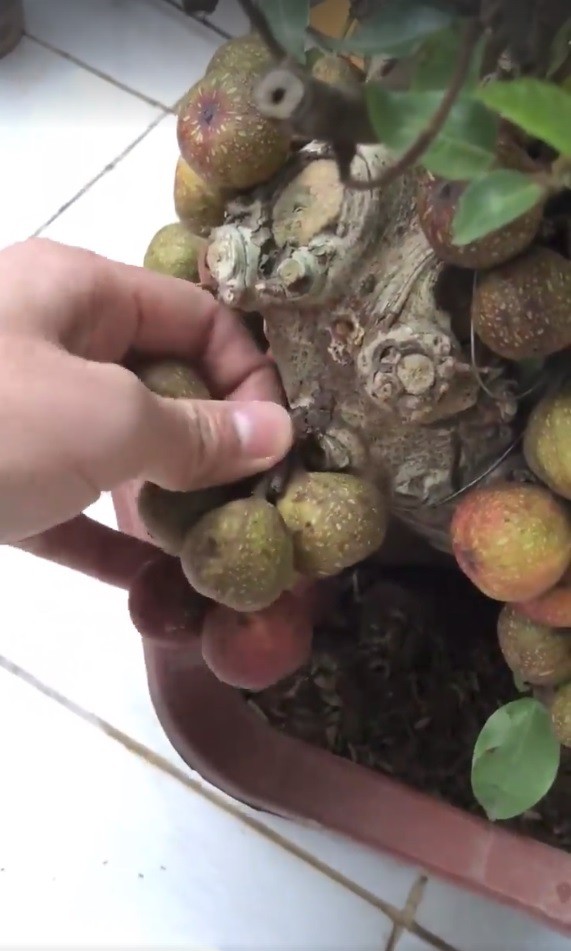 ha noi thanh nien mua cay sung dep don tet nao ngo mua nham cay fake toan keo con voi