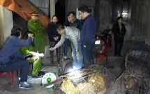 ha tinh tom gon 4 doi tuong di cau trom hang tram con cho