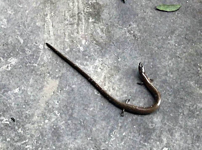 xon xao ran co 4 chan bo vao quan com o hue