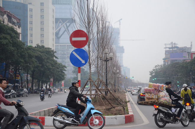 chum anh tan thay hang tram cay phong la do moi duoc trong tren pho tran duy hung o ha noi