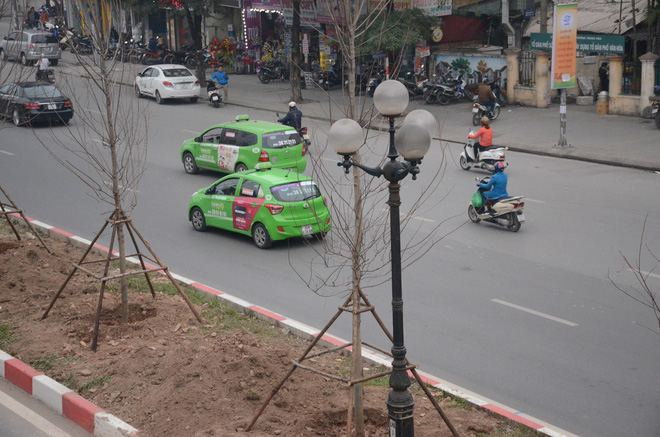 chum anh tan thay hang tram cay phong la do moi duoc trong tren pho tran duy hung o ha noi