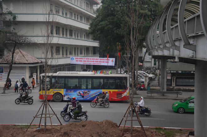 chum anh tan thay hang tram cay phong la do moi duoc trong tren pho tran duy hung o ha noi