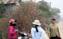 canh mua ban nhon nhip tai vua dao lon nhat mien bac gia bang 23 dip tet nhung nu cuoi van no tuoi roi