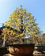 hoa cay canh vai vang xu hue mang huong tet ky hoi den khap duong pho