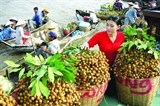 Với TPP: Trái cây Việt Nam có vào được thị trường khó tính?