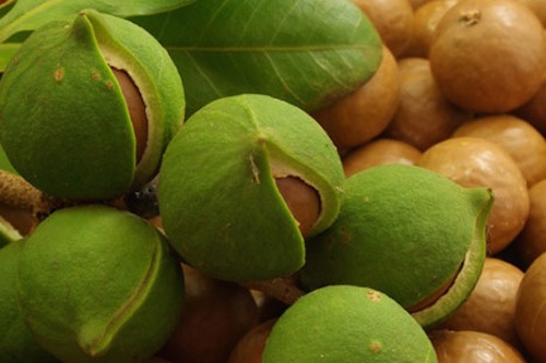 can mot goc nhin dung de phat trien mac ca tai viet nam
