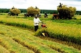 Giải pháp nào cho nông nghiệp Việt Nam?