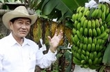 Chuối gà ăn một thời tiến vua