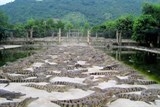 Người từ chối bán 50.000 con cá sấu cho Trung Quốc