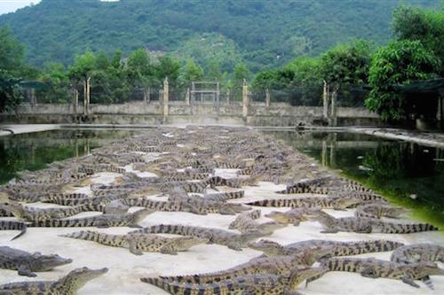 nguoi tu choi ban 50000 con ca sau cho trung quoc
