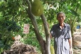 Mạnh dạn làm giàu từ mít không hạt
